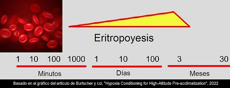 hipoxia natural altitud burtscher eritropoyesis hemoglobina sangre