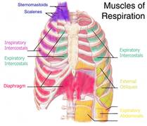 Mecnica respiratoria de musculos powerbreathe