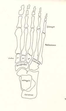 Croquis de los huesos del pie: tobillo y astrgalo