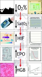 Evolución Secuencial de adaptaciones que relacionan Hipoxia y Formación de Hemoglobina: Hipoxia, Saturación de O2, Factor Inducible por la Hipoxia, EPO, Hemoglobina. (C) Biolaster. Imagen para el Blog dedicado a la hipoxia