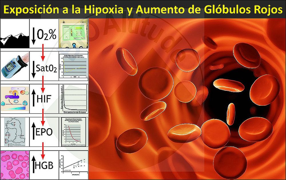 La Exposición a la Hipoxia da lugar a un Aumento de los Niveles de Hemoglobina y Glóbulos Rojos