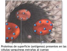 Hematie antigenos sangre transfusion rendimiento