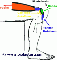 huesos rodilla femur tibia rotula