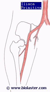 endofibrosis iliaca externa primitiva ciclismo. Imagen en http://www.biolaster.com  