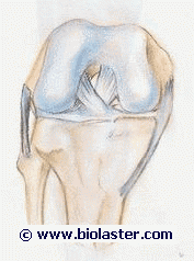 rodilla ligamentos estabilizadores. Imagen en http://www.biolaster.com 