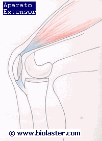 tendon rotuliano rodilla cuadriceps. Imagen en http://www.biolaster.com 