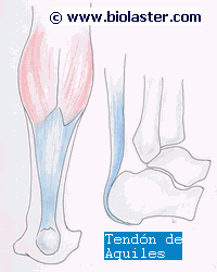 tendon aquiles tobillo