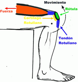 fuerza maxima musculo grado articulacion