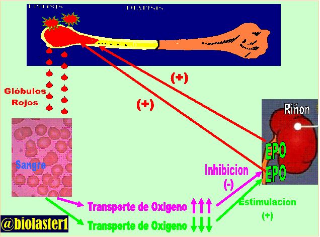 epo sangre regulacion renal oxigeno