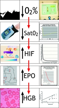 hipoxia natural artificial disminucion concentracion oxigeno saturacion arterial hif epo hemoglobina