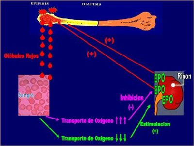 Eritropoyetina (EPO) e Hipoxia