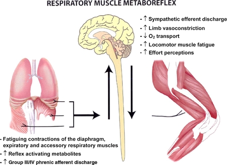 Fatiga muscular respiratoria inducida por el ejercicio fsico: implicaciones para el rendimiento