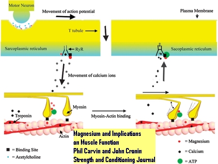 El Magnesio y sus Implicaciones en la Funcion Muscular y el Rendimiento Fisico