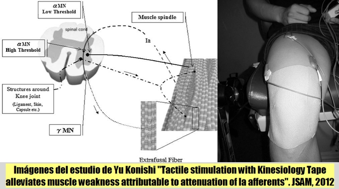 La Estimulacin Tctil con Kinesiology Tape disminuye la debilidad muscular atribuible a la atenuacin de las fibras aferentes Ia