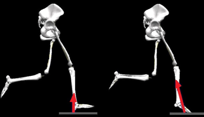 Correr «Pisando» con el Talon o con el Metatarso. Riesgo de Lesion y Economia de Carrera