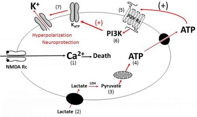 El Lactato protege a las Neuronas de los Daños ocasionados por Traumatismos Agudos