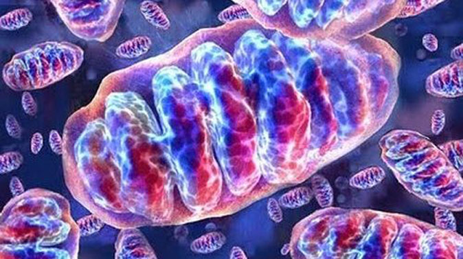 El Entrenamiento de la Musculatura Inspiratoria y la Enfermedad Mitocondrial