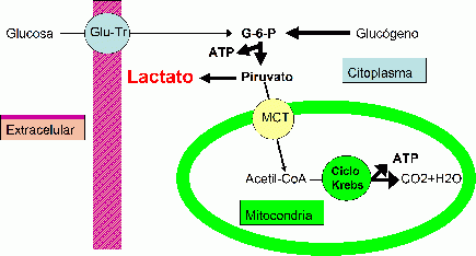 glucosa energia anaerobica piruvato ATP