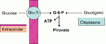 glucosa energia anaerobica