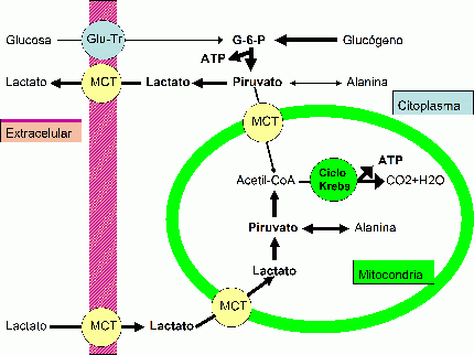 glucosa energia anaerobica piruvato ATP