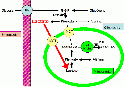 glucosa energia anaerobica piruvato ATP