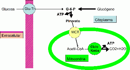 Glucolisis anaerobica glucosa energia anaerobica piruvato ATP