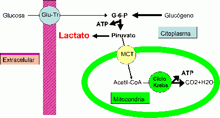 Glucolisis anaerobica glucosa energia anaerobica piruvato ATP