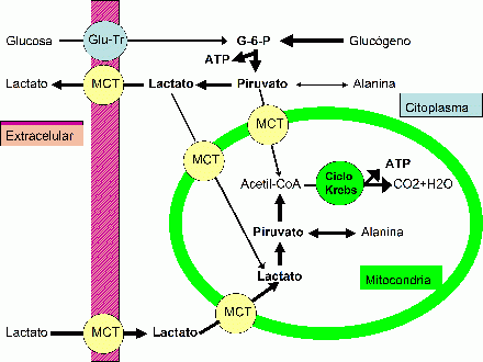 Glucolisis anaerobica glucosa energia anaerobica piruvato ATP