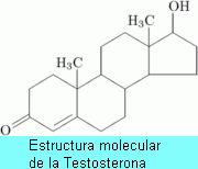hormona esteroidea testosterona