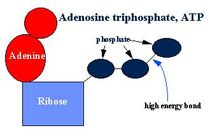 ATP enlace alta energia musculo contraccin