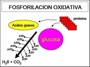 energia aerobica fosforilacion oxidativa