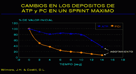 evolucion fosfocreatina atp ejercicio supramaximo