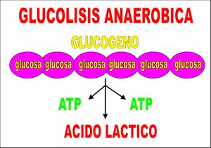 glucosa glucogeno anaerobico lactico