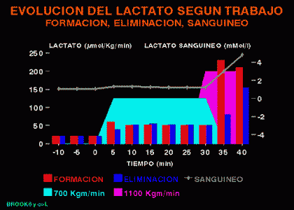 lactato produccion eliminacion sangre