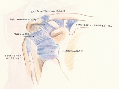 ligamentos articulacion hombro