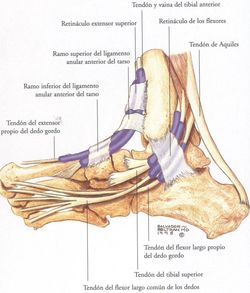 traumatologia pie lesiones arco plantar interno