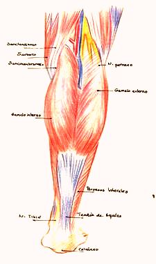 musculatura pierna posterior tendon aquiles