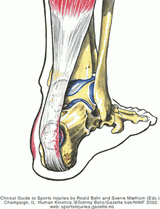 musculatura pierna posterior tendon aquiles