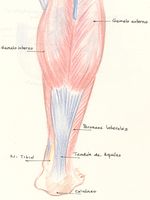 musculatura pierna posterior tendon aquiles