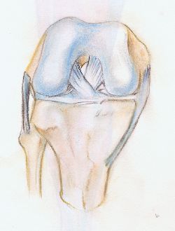 rodilla ligamento articulacion