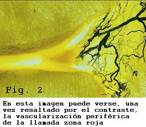 rodilla menisco vascularizacion periferica