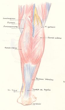 musculos posteriores pierna pie tobillo gemelo soleo