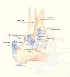 ligamentos pie tobillo externo esguince