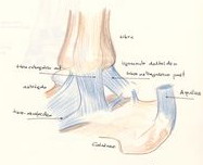 ligamentos pie tobillo interno esguince