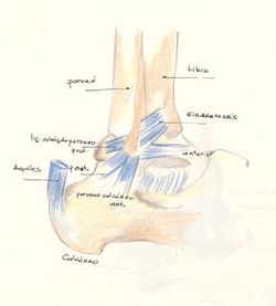 ligamentos externos tobillo