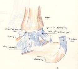 ligamentos internos tobillo