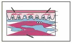 kinesiology tape vendaje neuromuscular manual aplicaciones