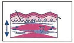 Imagen referida al Vendaje Neuromuscular kinesiology tape vendaje neuromuscular manual aplicaciones